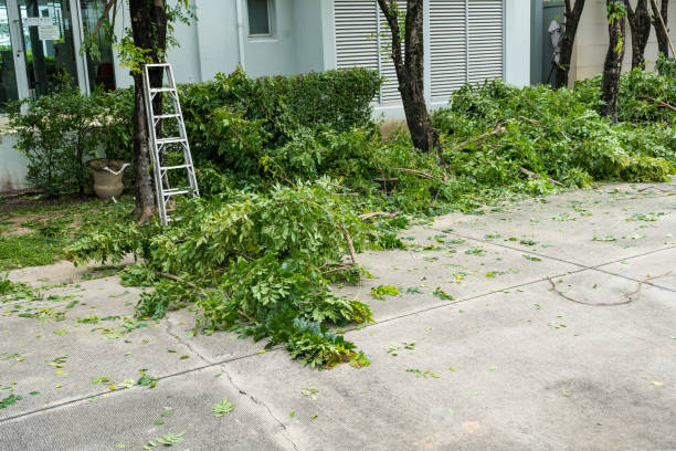 Tree Root Removal in Hebron, MD